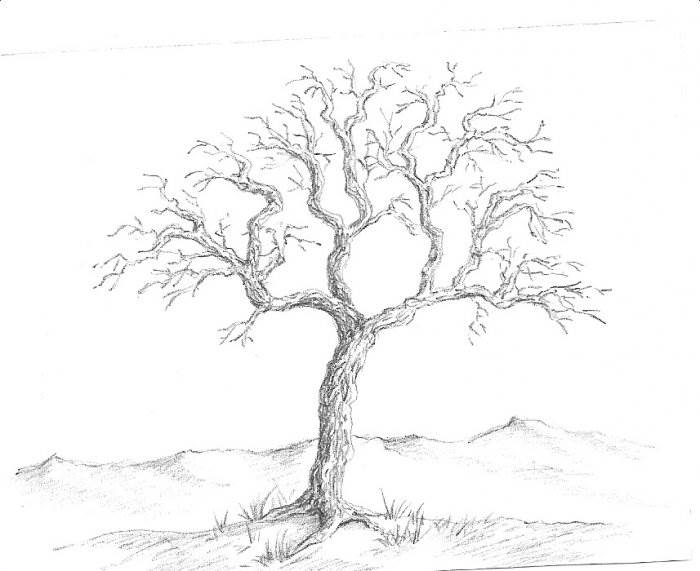 как рисовать деревья