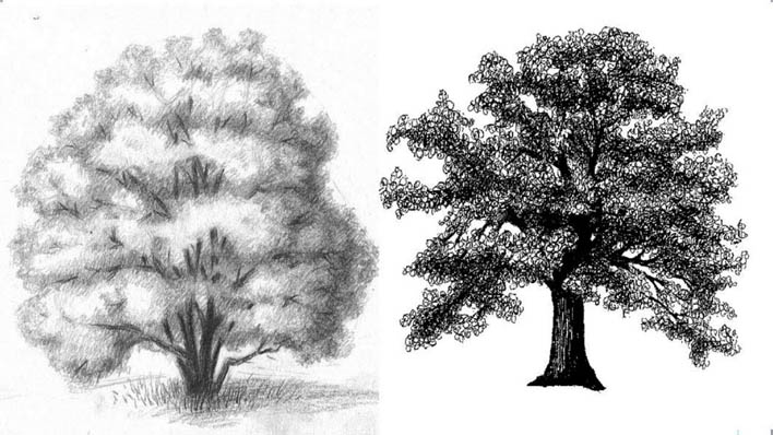 Как рисовать деревья карандашом поэтапно - хвойные и лиственные 1