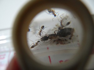 Camponotus albosparsus
