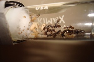 A young Formica colony raised in a test tube