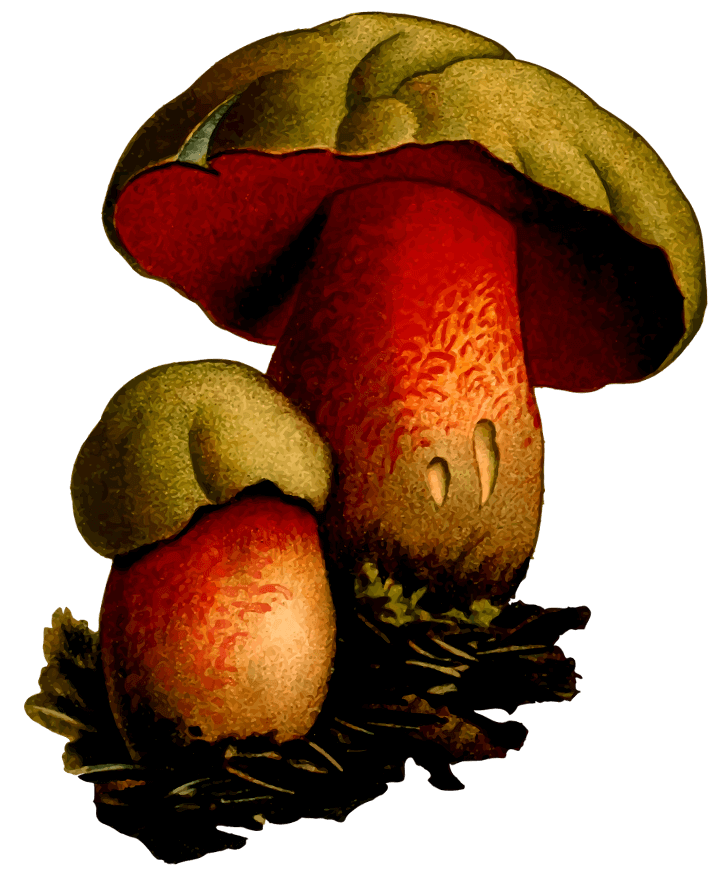 шаблон грибы