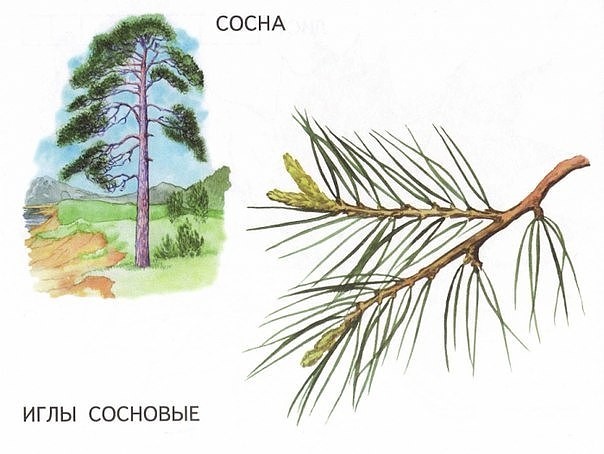 Названия деревьев и их листья. Раскраски