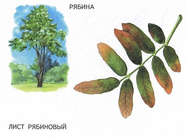 Названия деревьев и их листья. Раскраски