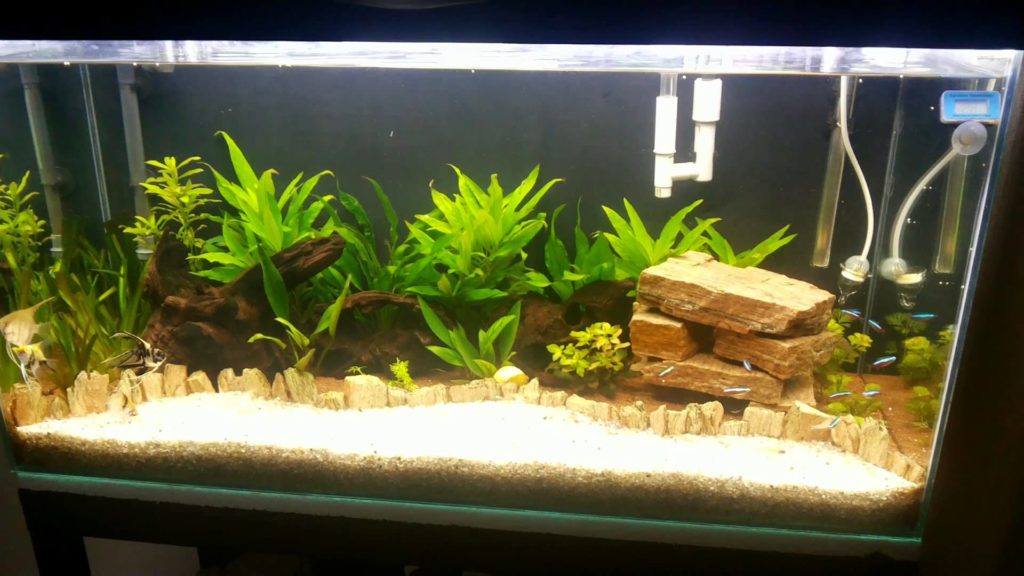 аквариум и водоросли