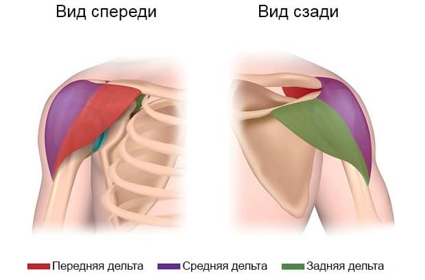 Анатомическое строение плеч
