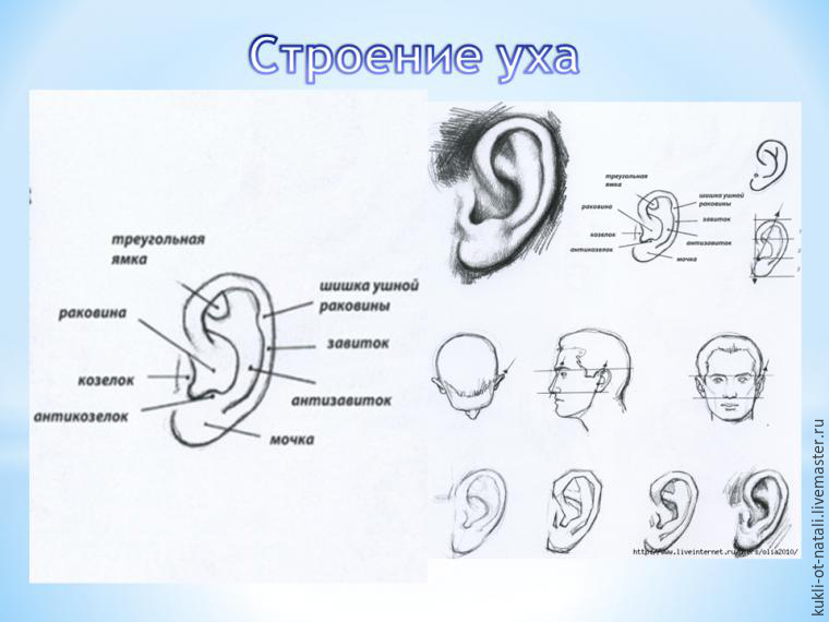 Мастер-класс: делаем реалистичное ухо для куклы в технике «скульптурный текстиль», фото № 1