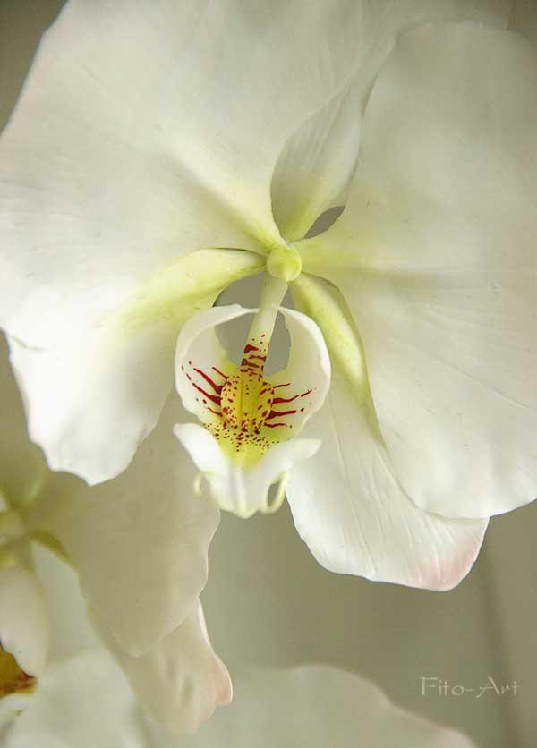 Лепка орхидеи фаленопсис, фото № 3