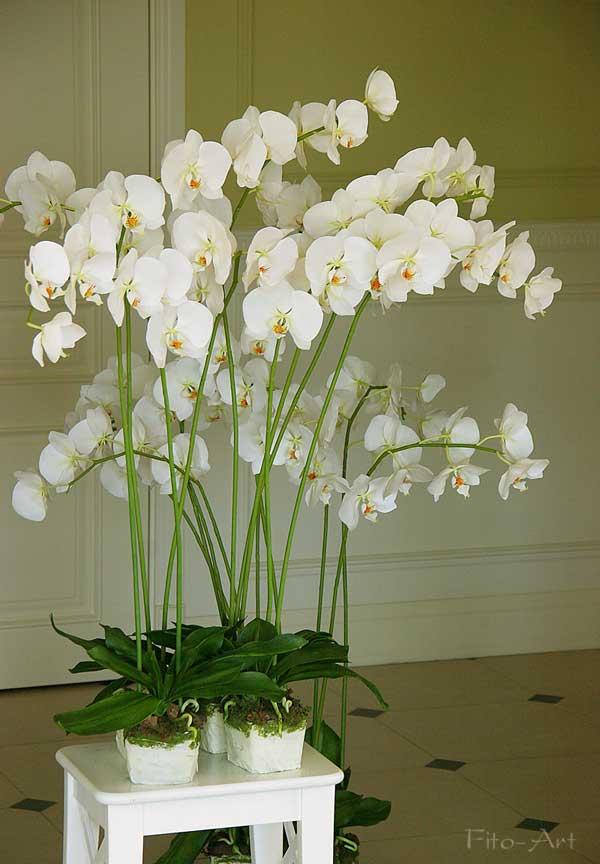 Лепка орхидеи фаленопсис, фото № 1