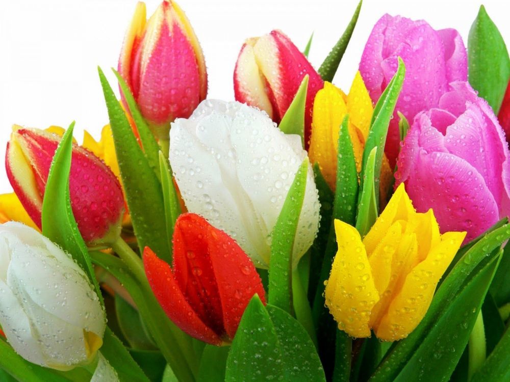 Такие разные тюльпаны. История весеннего цветка, фото № 46