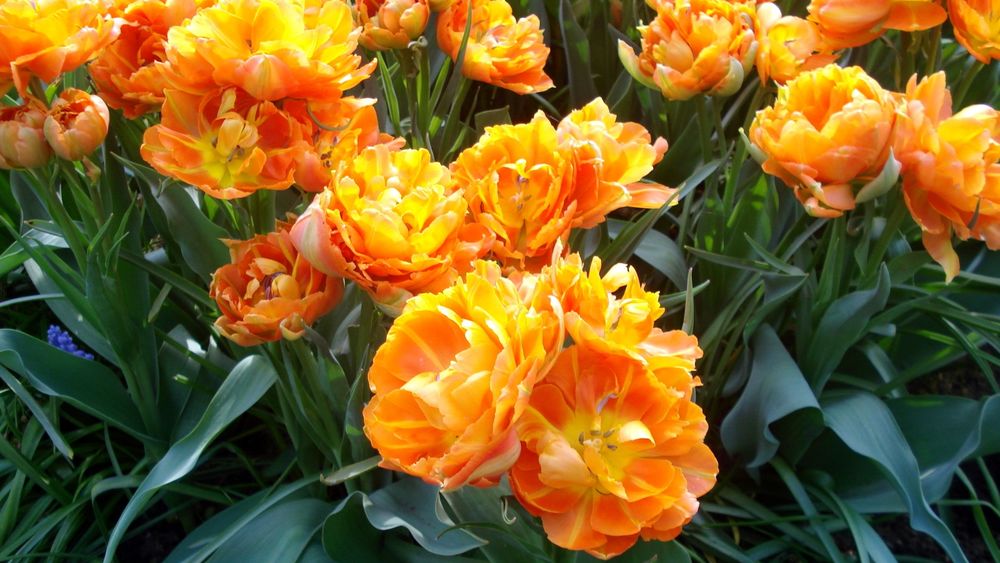 Такие разные тюльпаны. История весеннего цветка, фото № 59