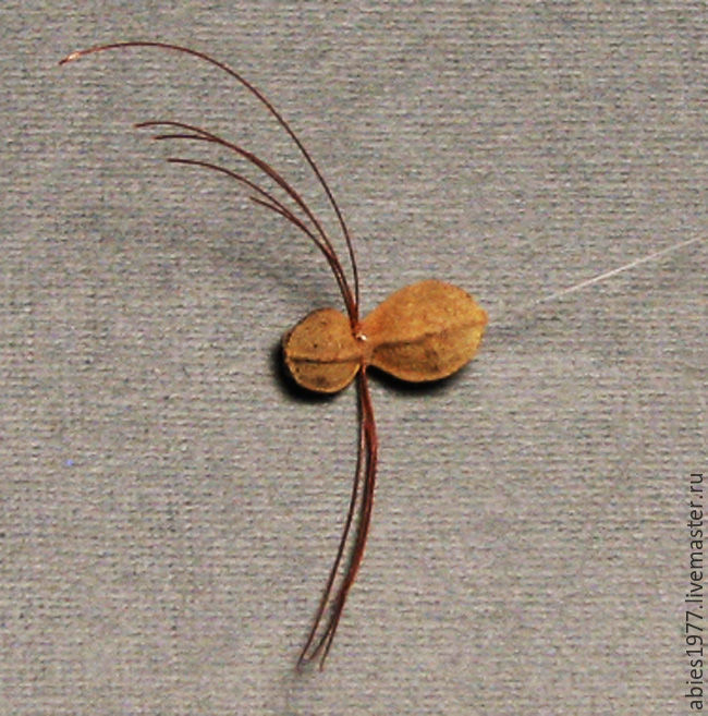 Создаём забавных паучков из орешков липы, фото № 7