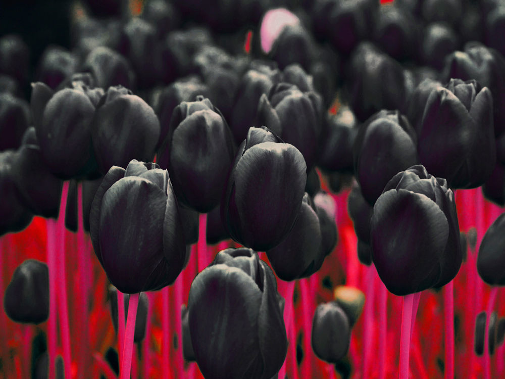 Такие разные тюльпаны. История весеннего цветка, фото № 40