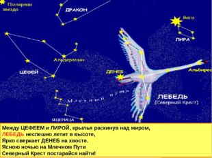 Между ЦЕФЕЕМ и ЛИРОЙ, крылья раскинув над миром, ЛЕБЕДЬ неспешно летит в высо