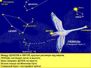 Между ЦЕФЕЕМ и ЛИРОЙ, крылья раскинув над миром, ЛЕБЕДЬ неспешно летит в высо