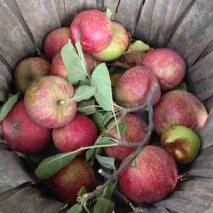 как сделать приспособление для сбора яблок 
