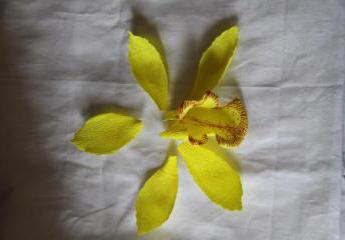 Как сделать орхидею из гофрированной бумаги