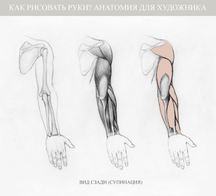 Как рисовать руки: анатомия для художника