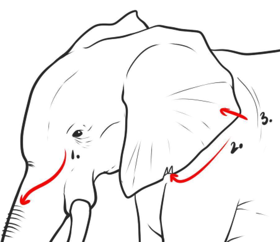 Как нарисовать слона карандашом: работа над деталями.