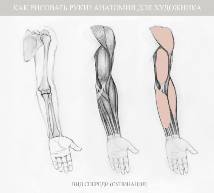 Как рисовать руки: анатомия для художника