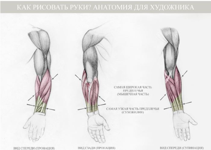 Как рисовать руки: анатомия для художника