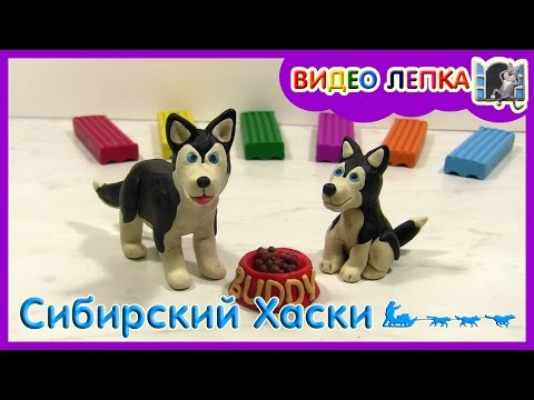 СИБИРСКИЙ ХАСКИ - Лепим собаку из пластилина