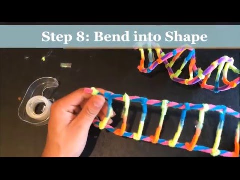 HOW TO MAKE A DNA MODEL USING PIPECLEANERS. PROJECT DEMONSTRATION