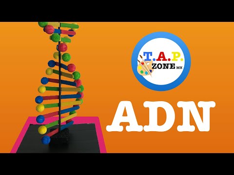 Como hacer la maqueta del ADN - TAP ZONE MX