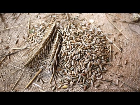 Обмолачивание зерна вручную \ Thresh grain by hand