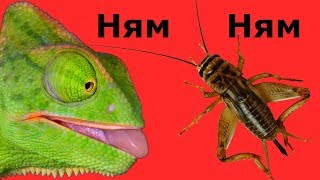 Что ест мой хамелеон Кормление хамелеона Бакса Vlog Feeding chameleon eats Qué come un camaleón ВЛОГ