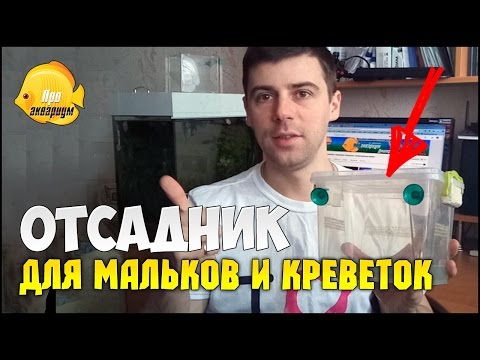 ОТСАДНИК ДЛЯ МАЛЬКОВ в общем аквариуме своими руками. Родильня для мальков и креветок 