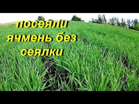 Посеяли ячмень без сеялки