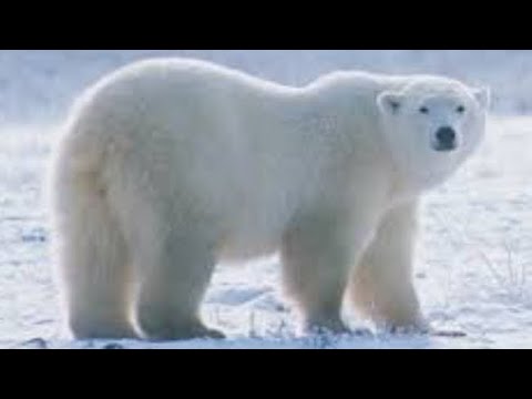 ❄️  БЕЛЫЙ МЕДВЕДЬ  🐻  Из Полимерной Глины Своими Руками 