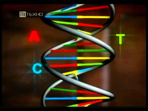 Строение молекулы ДНК