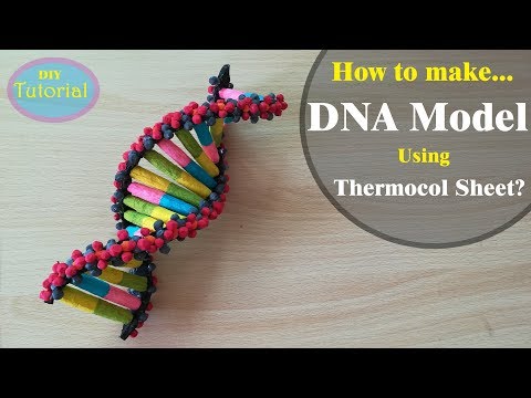 How to Make a DNA model using Thermocol