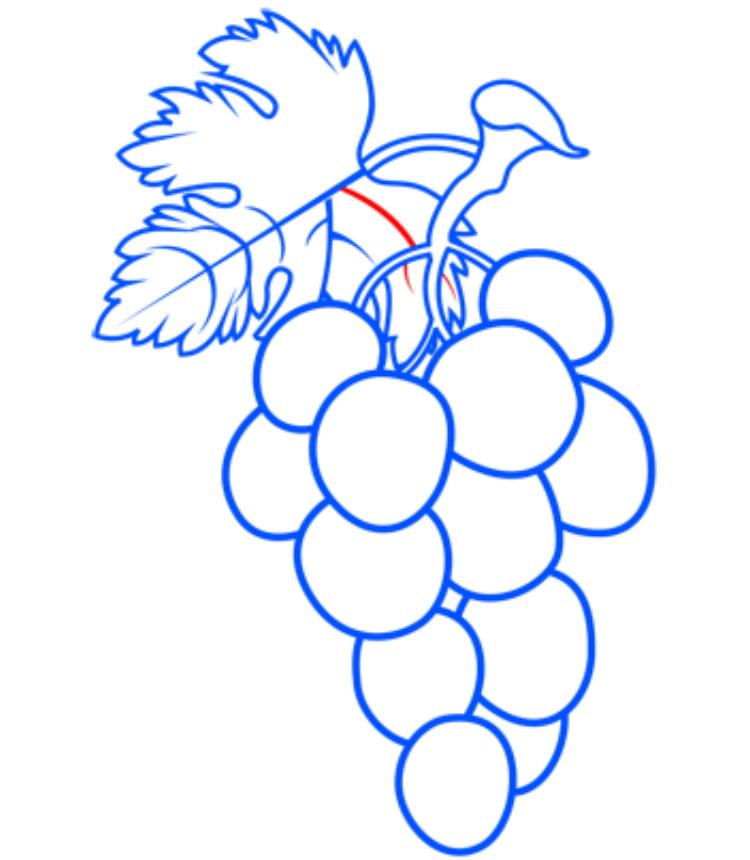 grapes13