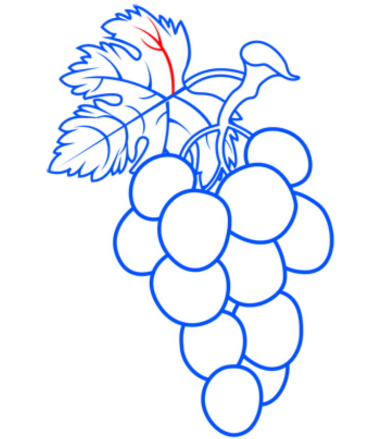 grapes15