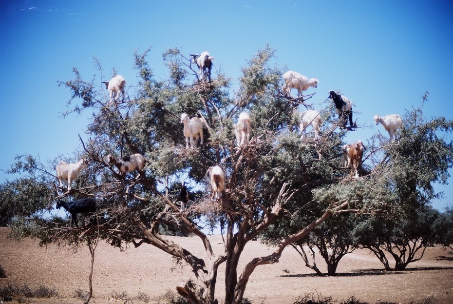 1637 Козы на деревьях в Марокко
