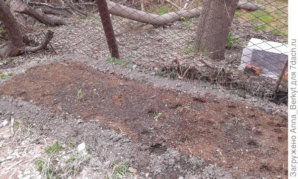 возле забора разбила (временно) грядку и высадила луковицы гладиолусов