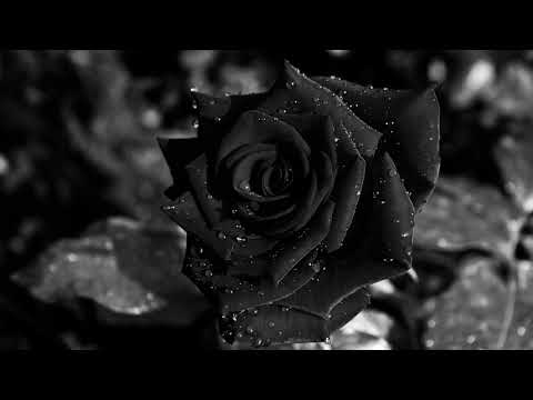 Черные розы. Как сделать чёрную розу в домашних условиях самостоятельно?