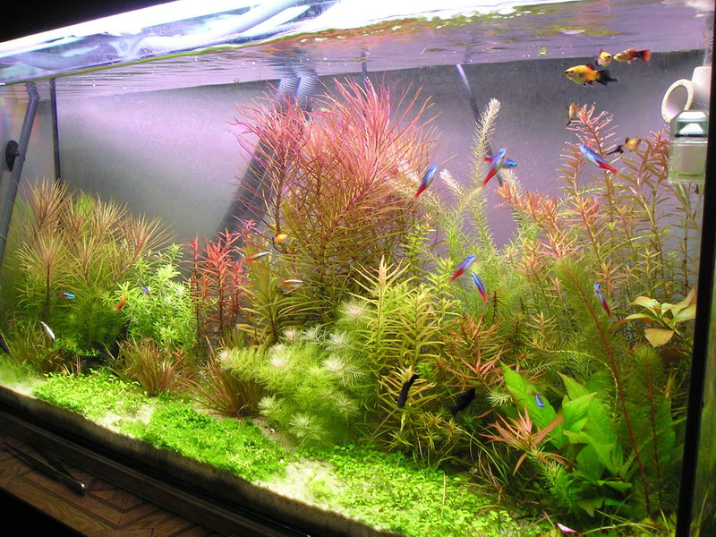 Сочетание растений в голландском аквариуме