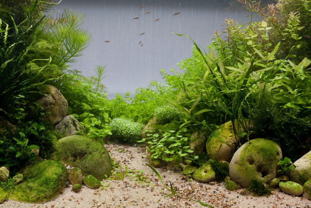 Совместимость растений в аквариуме