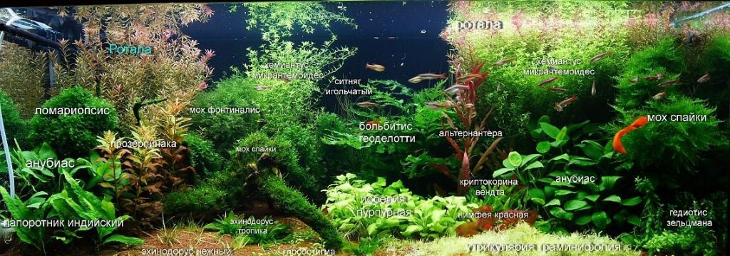 Распределение растений для голландского аквариума