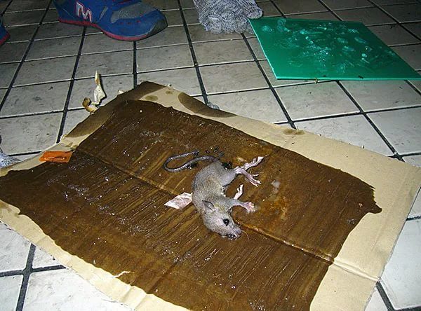 крыса, пойманная на клеевую ловушку, сделанную своими руками
