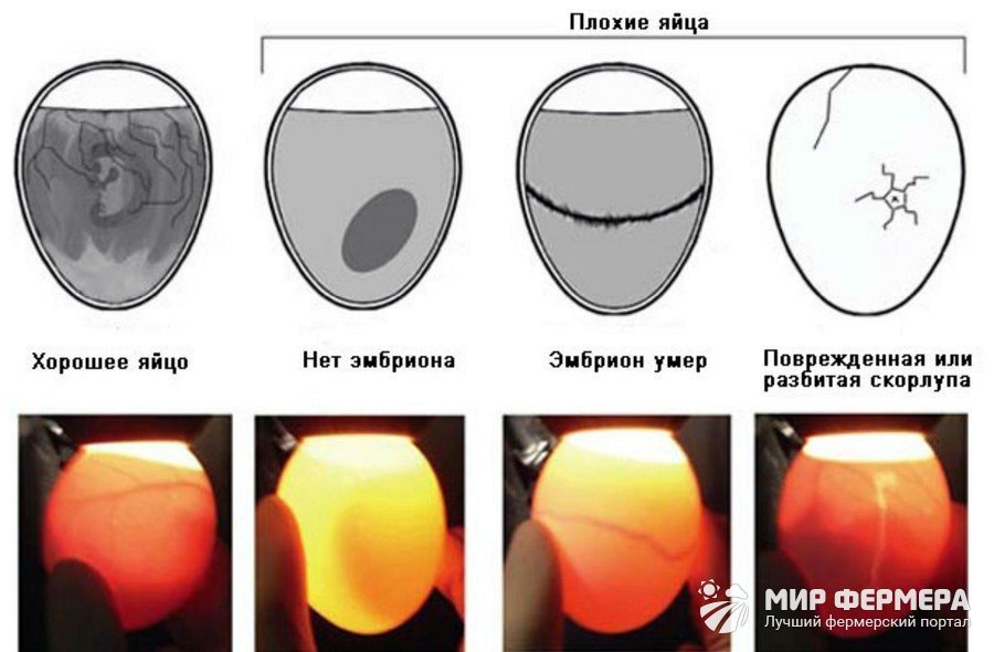 Овоскопирование яиц дефекты