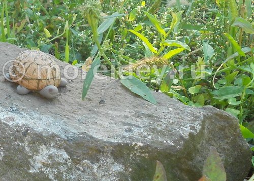 поделка из скорлупы грецкого ореха - черепаха