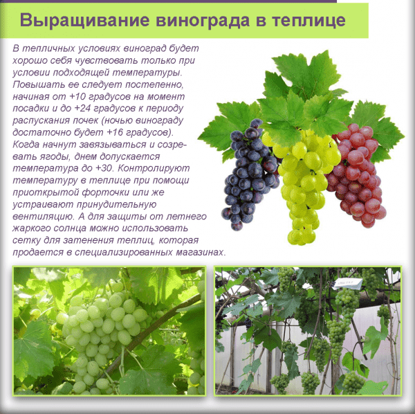 выращивание винограда (раздел)