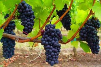 выращивание винограда (раздел)