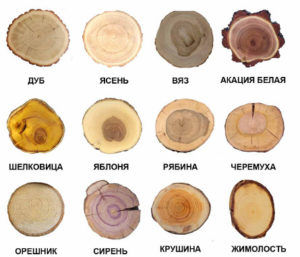 Текстура лиственной древесины