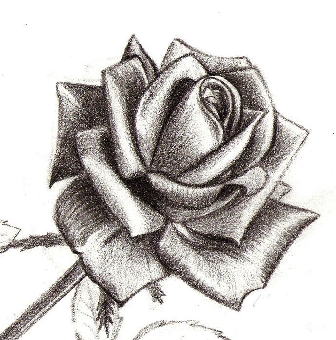 Як намалювати троянду крок за кроком – схема, фото 14