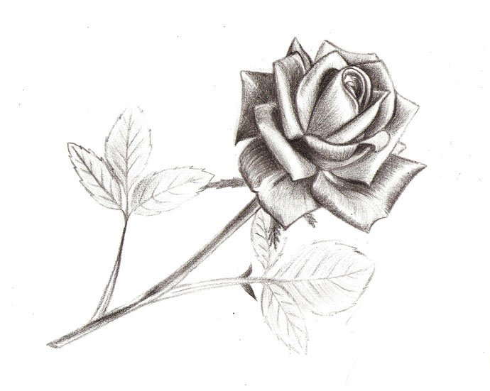 Як намалювати троянду крок за кроком – схема, фото 15